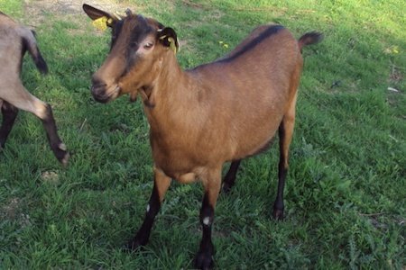 ADOPTION ANIMAUX DE FERME